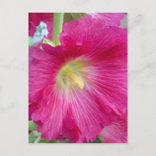 Postal de flor del Hollyhock rosa