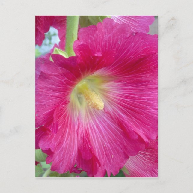 Postal de flor del Hollyhock rosa (Anverso)