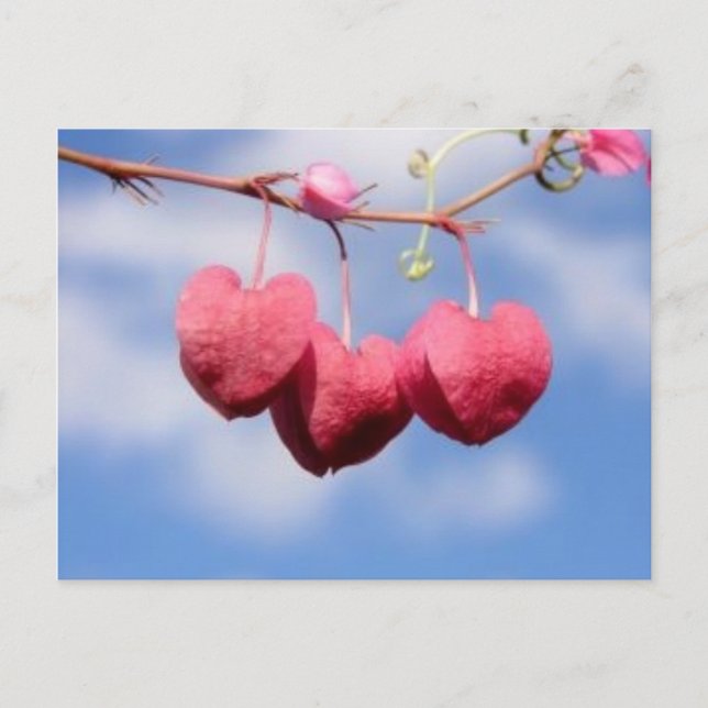 Postal de flor Hanging_heart (Anverso)