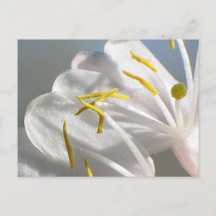 Postal de flor honeysuckle
