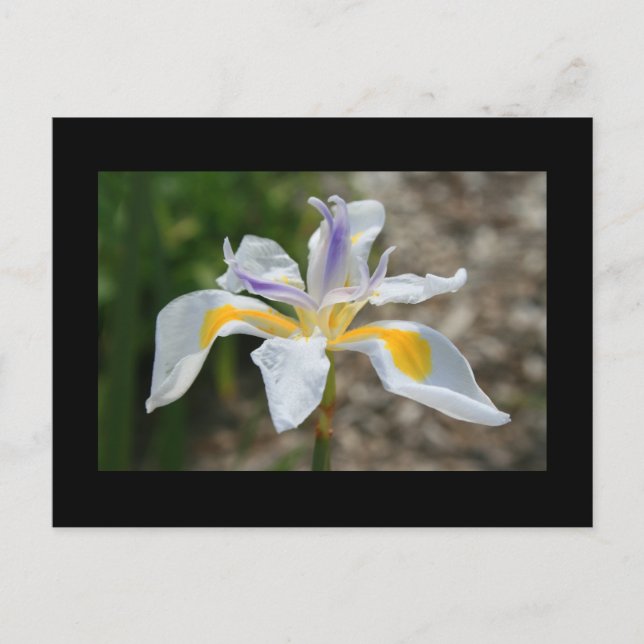 Postal de flor Iris de mariposa blanca (Anverso)