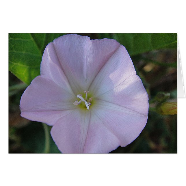 Postal de flor lila, en blanco, gestaltbar (Anverso (Horizontal))