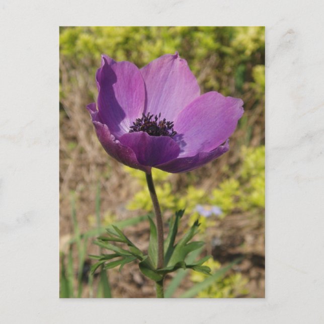 Postal de flor morada anémona (Anverso)
