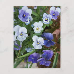 Postal de flor morado pansy