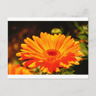 Postal de flor naranja