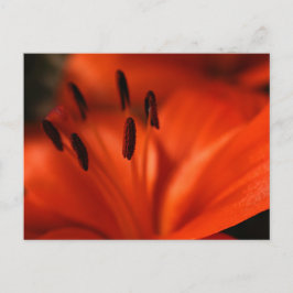 Postal de flor naranja