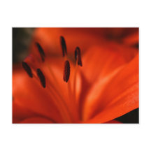 Postal de flor naranja