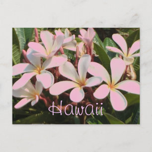 postal de flor plumeria rosa de Hawái
