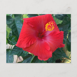 Postal de flor rojo