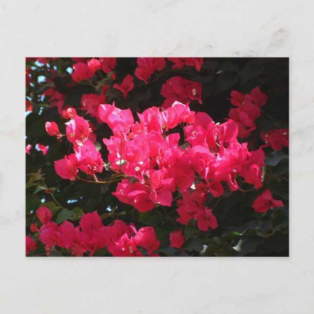 Postal de flor rosa (Anverso)