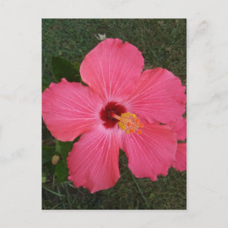 Postal de flor rosa