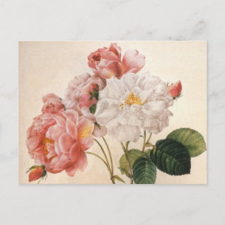 Postal de flor Rosa de arte de época