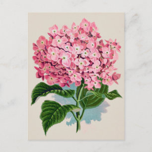 Postal de flor rosa hidrangea vintage