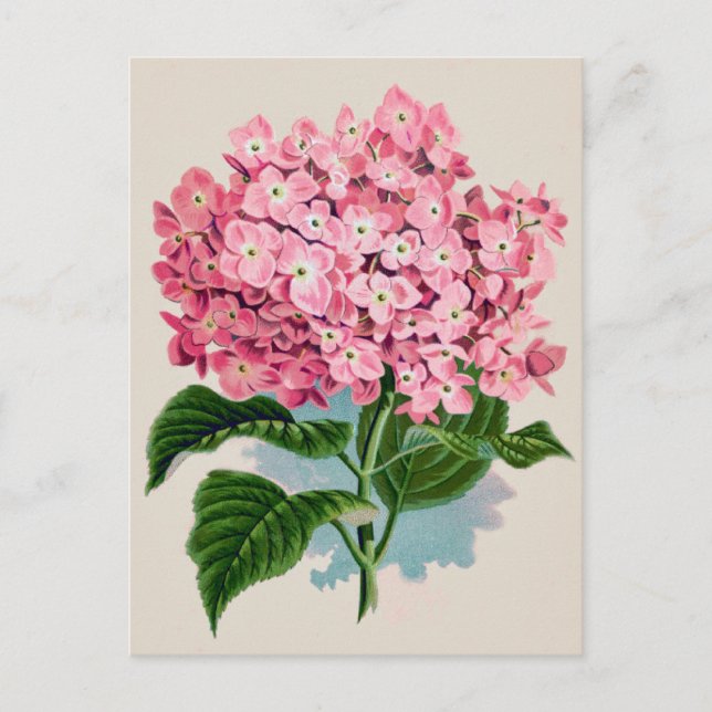 Postal de flor rosa hidrangea vintage (Anverso)