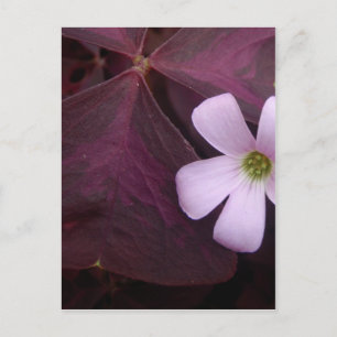Postal de flor Shamrock de hojas puras