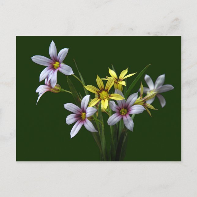 Postal de flor silvestre de ojos azules de primave (Anverso)