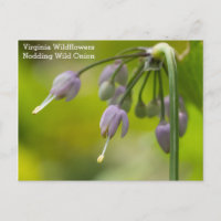Postal de flor silvestre Nodding Wild Onion Virgin