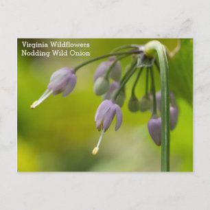 Postal de flor silvestre Nodding Wild Onion Virgin