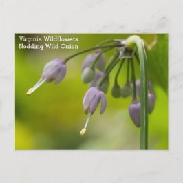 Postal de flor silvestre Nodding Wild Onion Virgin