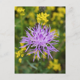 Postal de flor silvestre púrpura de Knapweed
