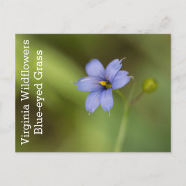 Postal de Flor Silvestre Virginia Blue Eyed Grass