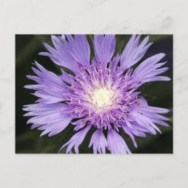 Postal de Flor Violeta