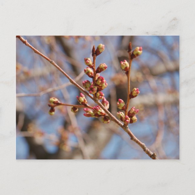 postal de floración de cerezo (Anverso)