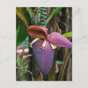 Postal de florecimiento de plátano