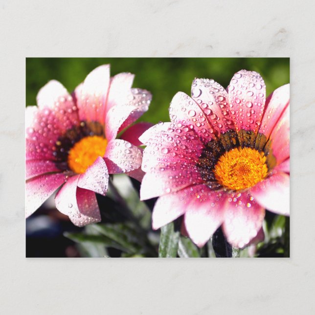 postal de flores (Anverso)