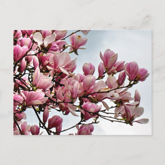 postal de flores 79 (Anverso)