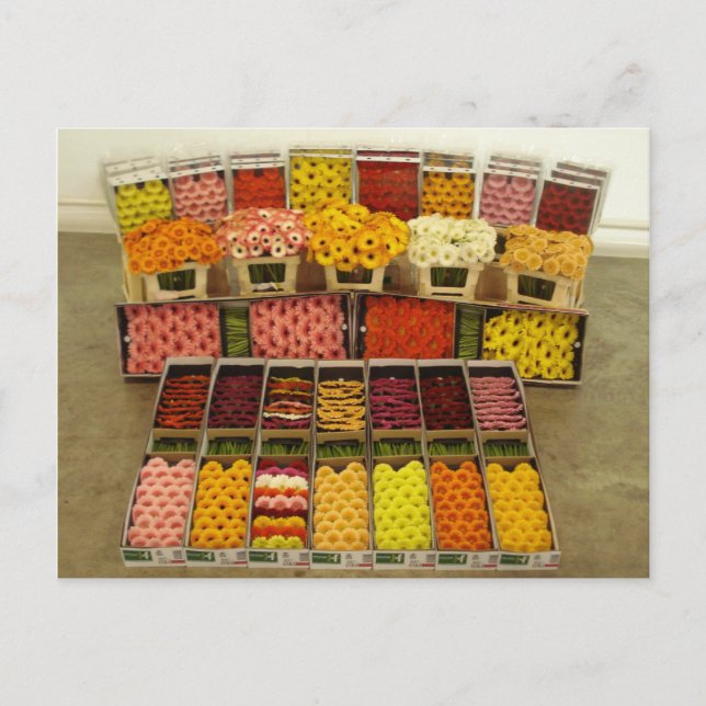 postal de flores 86 (Anverso)