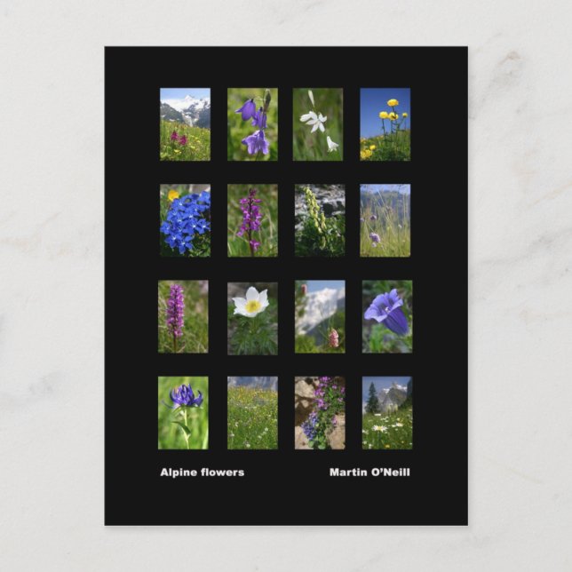 postal de flores alpinas (Anverso)