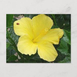 Postal de flores amarillas hibiscus