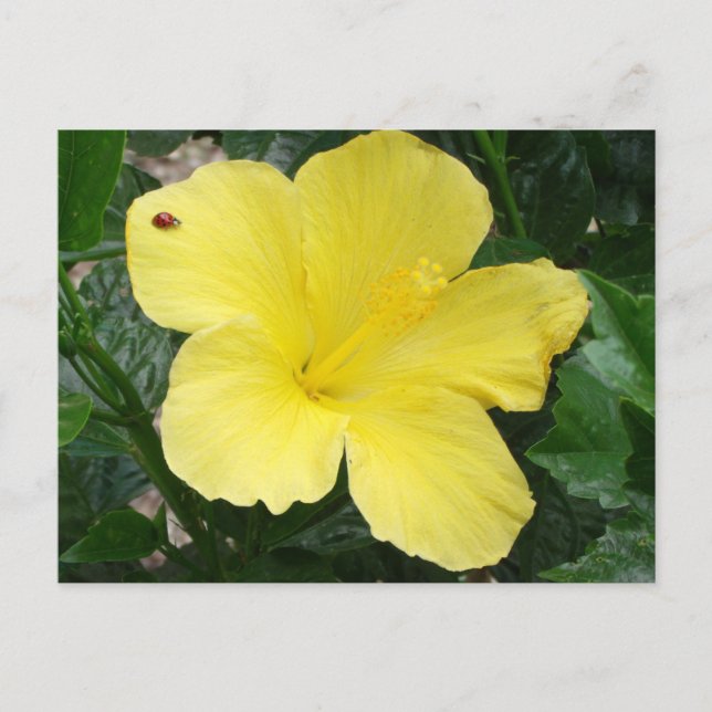 Postal de flores amarillas hibiscus (Anverso)