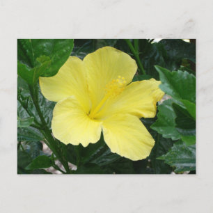 Postal de flores amarillas hibiscus