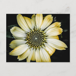 Postal de flores amarillas Honey Blossom