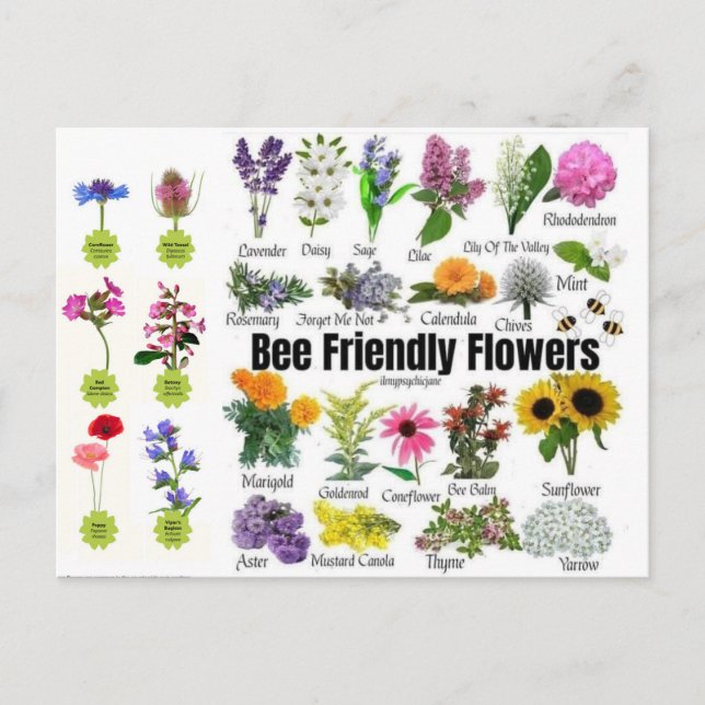 Postal de flores amigables para abejas (Anverso)