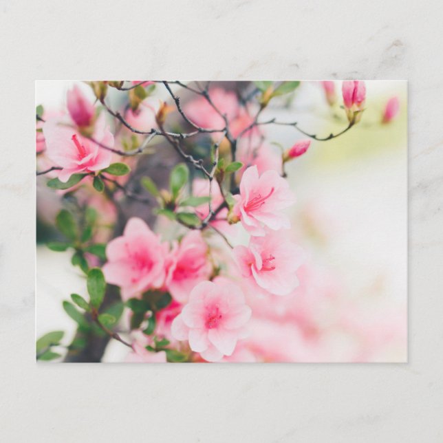 POSTAL DE FLORES BLOSSOM (Anverso)