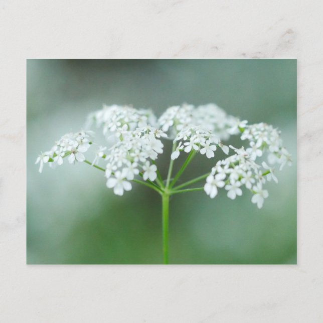 Postal de flores Cow Parsley (Anverso)