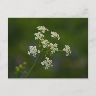 Postal de flores Cow Parsley