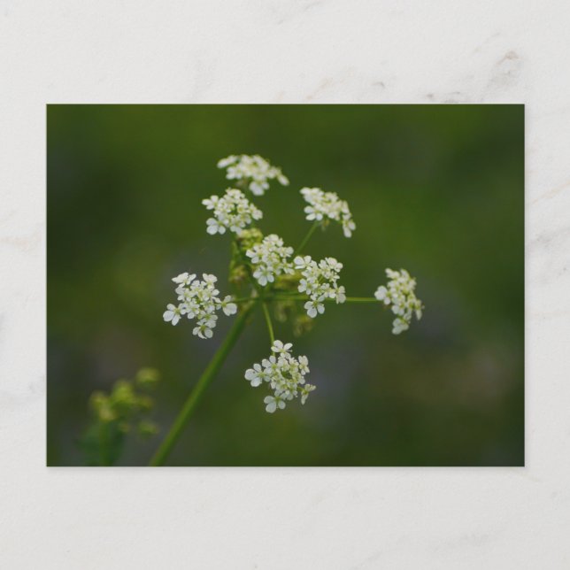 Postal de flores Cow Parsley (Anverso)