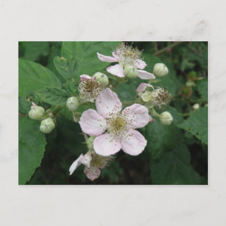 Postal de Flores de Blackberry
