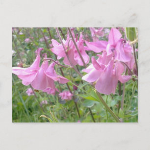 Postal de flores de columna rosa