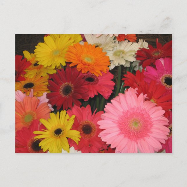postal de flores de Gerbera (Anverso)