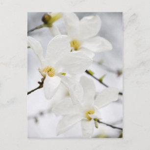 postal de flores de Magnolia