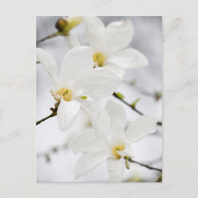 postal de flores de Magnolia (Anverso)