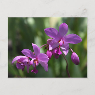Postal de flores de orquídea púrpura
