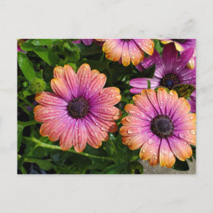 postal de flores de verano