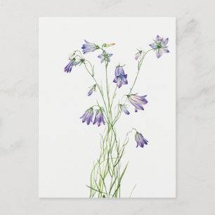 Postal de flores Harebell de época