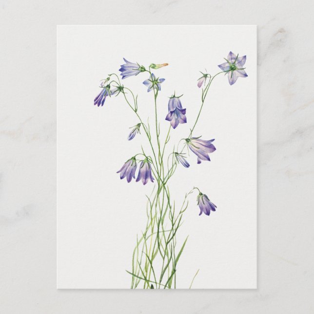 Postal de flores Harebell de época (Anverso)